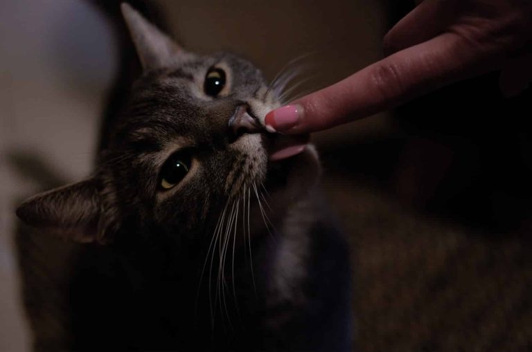 Can Cats Eat Catnip?