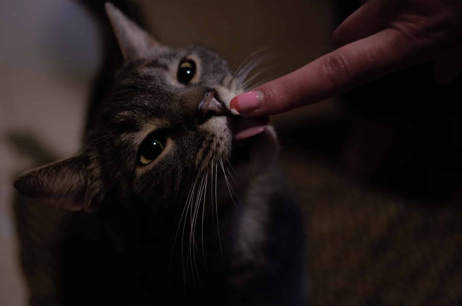 Can Cats Eat Catnip? Everything You Need to Know