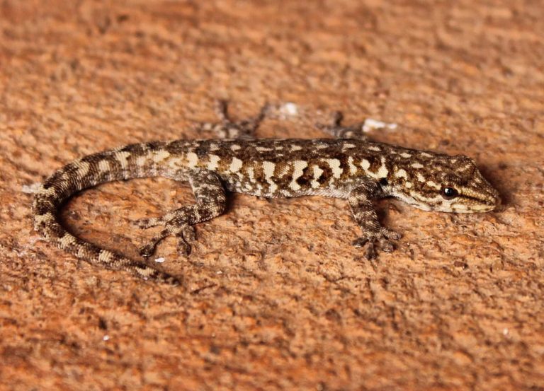 5 Different Types of Geckos in Texas