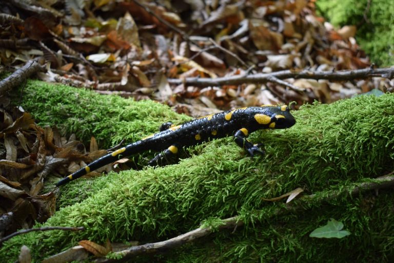 45 Different Types of Salamanders in California