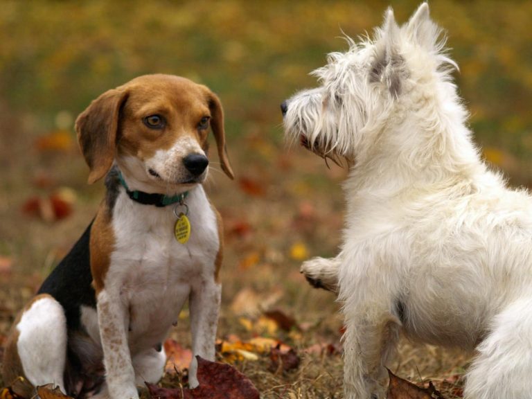 49 Dog Breeds That Start With R