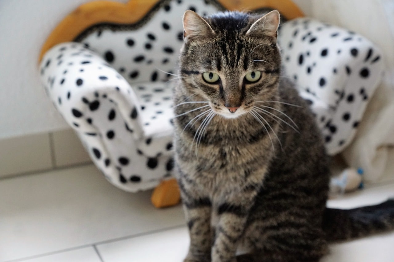 How to Keep Cats from Scratching Furniture