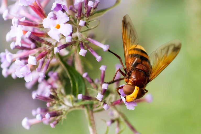 16 Types of Insects That Look Like Bees