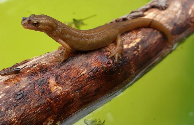 Discover the Different Types of Salamanders in Oklahoma