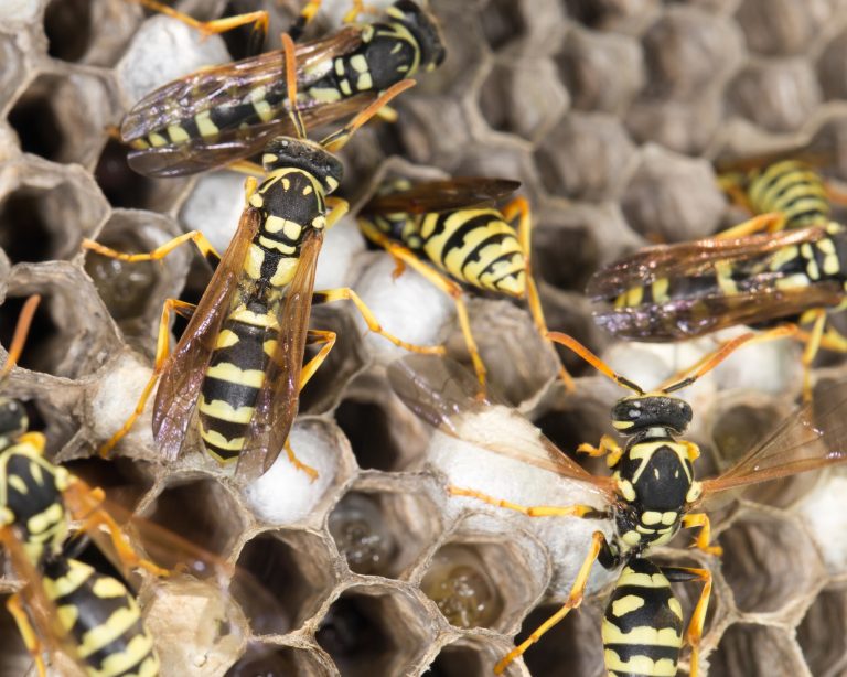 17 Different Types of Wasps in Oregon