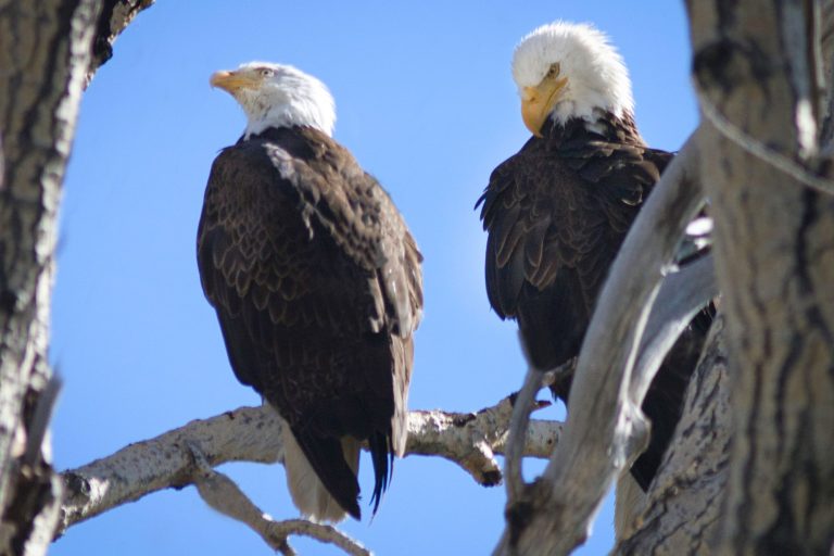 5 Types of Eagles in Washington State