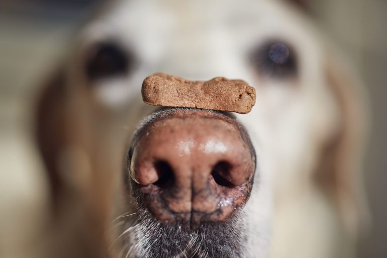 15 Animals With the Best Sense of Smell