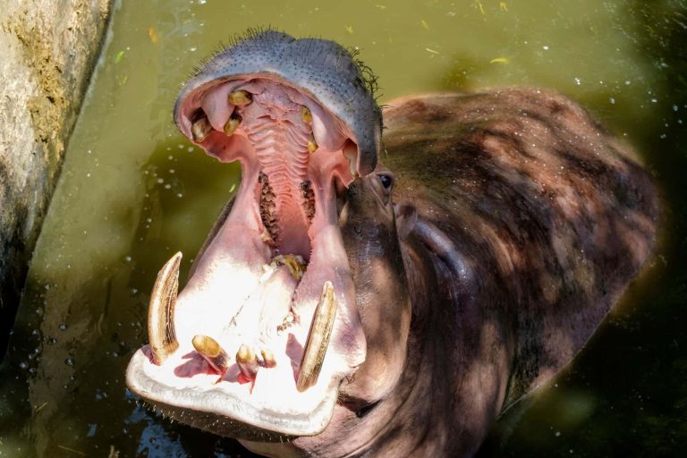 7 Animals With the Most Teeth in the World