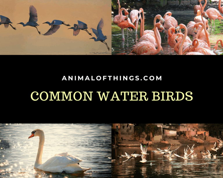 22 Common Water Birds Around the World