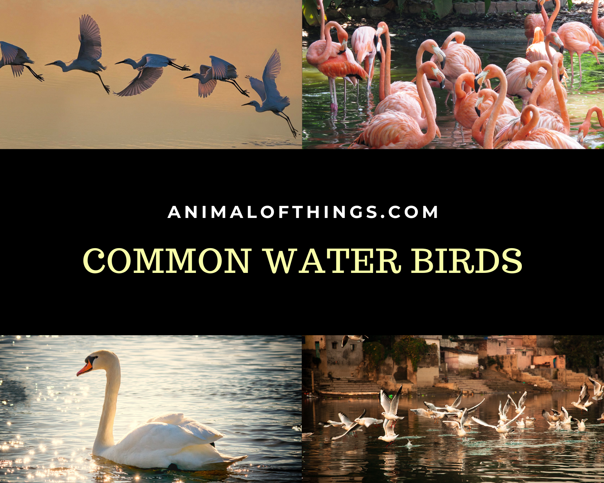 Common Water Birds