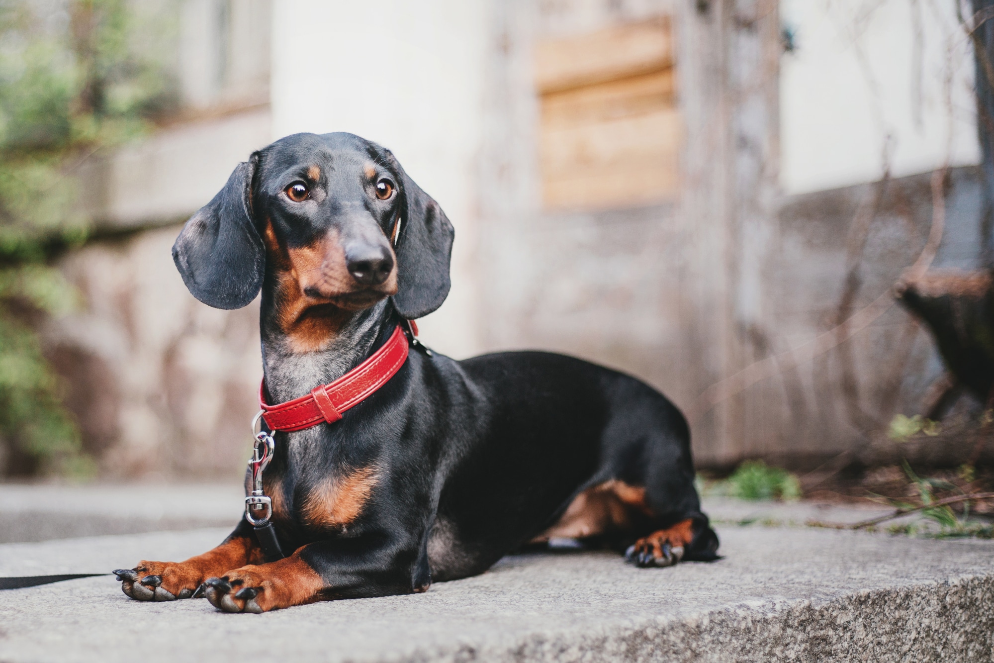 Dachshund Dog Breeds With Longest Lifespan