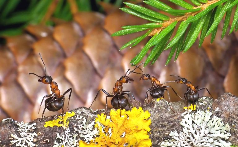 17 Different Types of Ants in Tennessee
