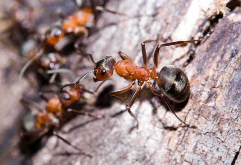 19 Different Types of Ants in Wisconsin