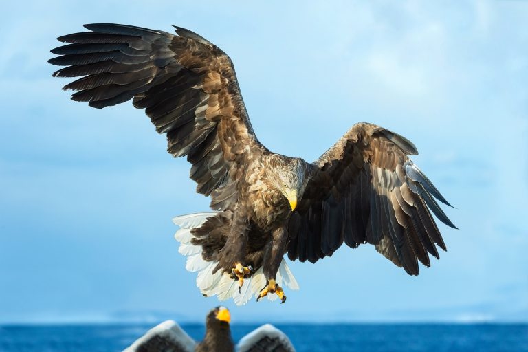 13 Different Types of Eagles in India