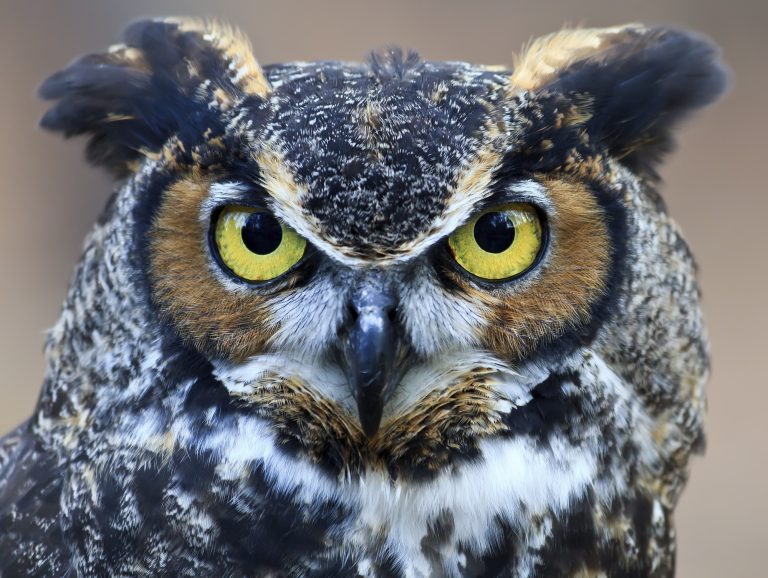 14 Different Types of Owls in Idaho