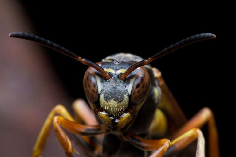 20 Different Types of Wasps in Arizona