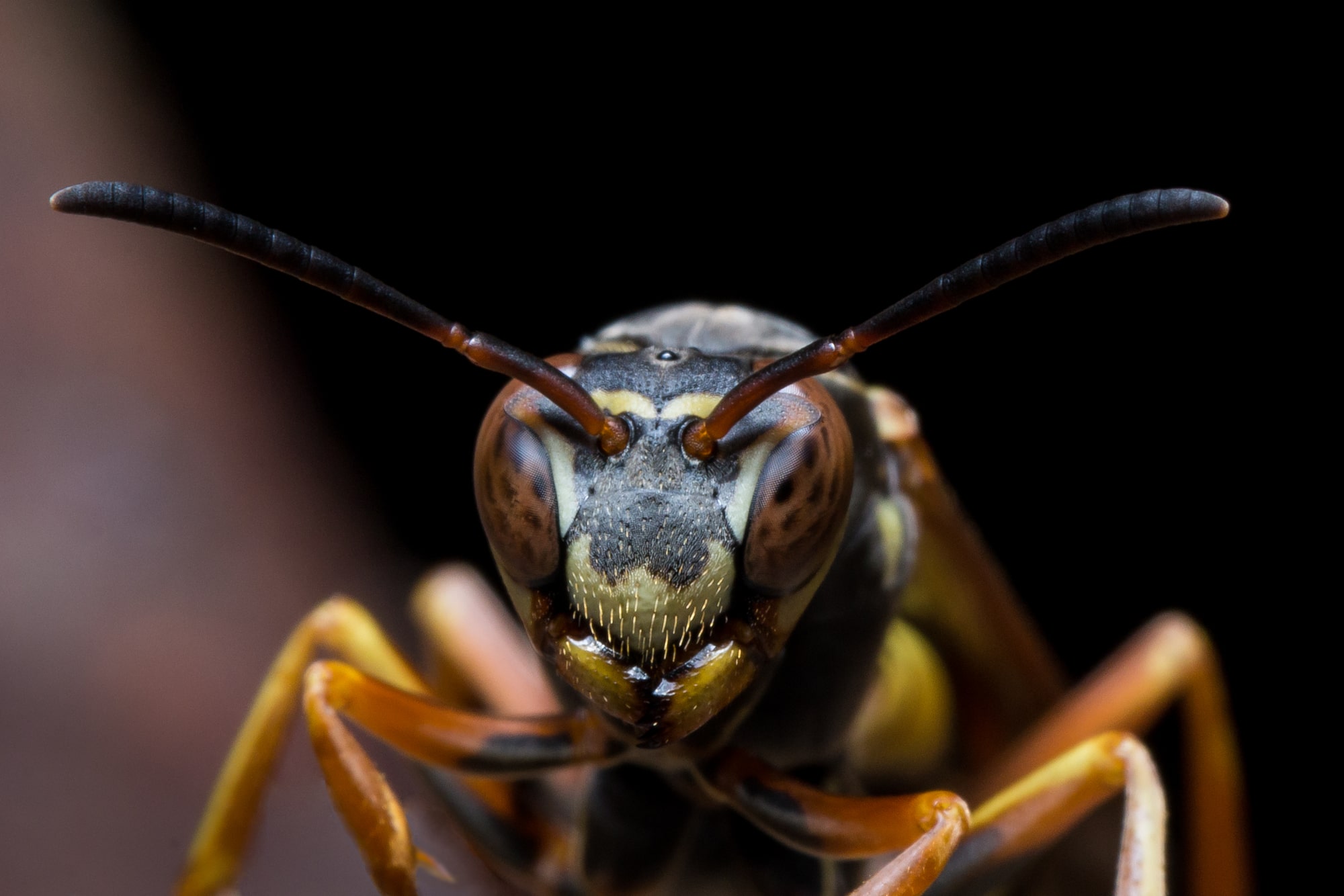 Different Types of Wasps in Arizona