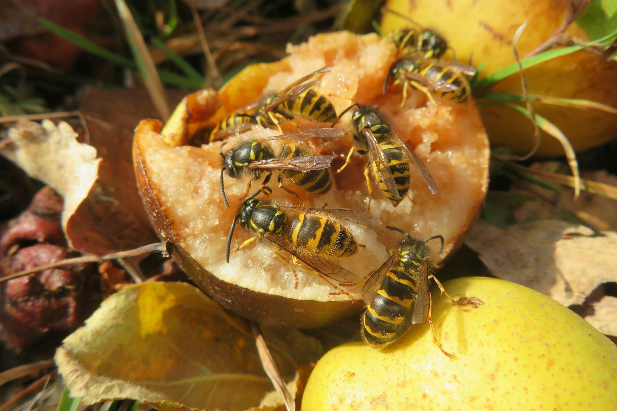 Different Types of Wasps in California