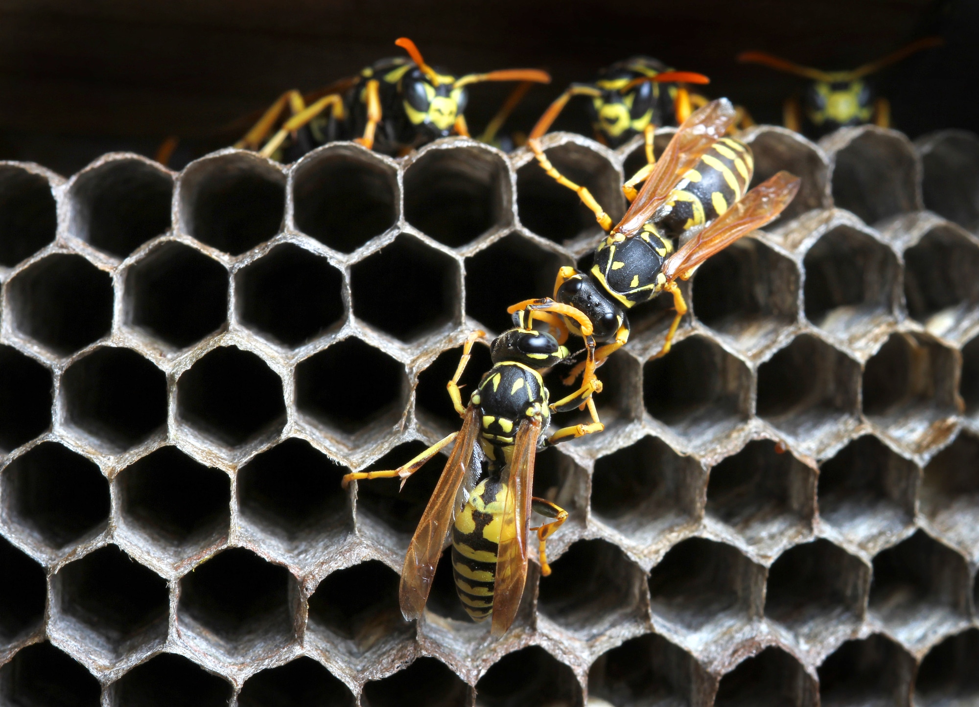 Different Types of Wasps in Colorado