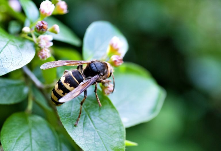 31 Wasps Commonly Seen in Louisiana