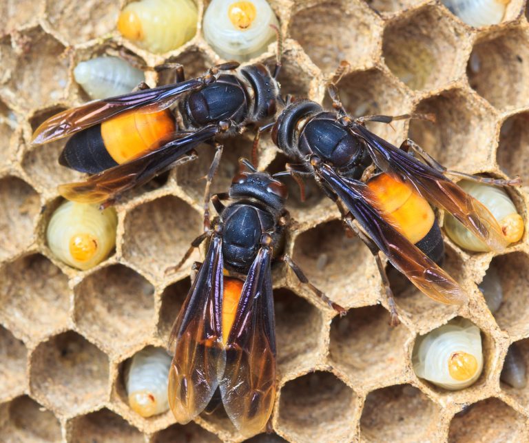 5 Different Types of Wasps in Minnesota