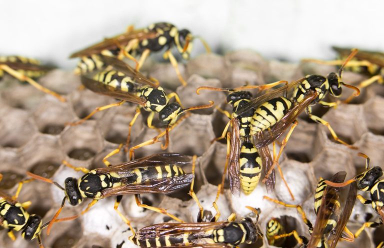 21 Different Types of Wasps in Montana