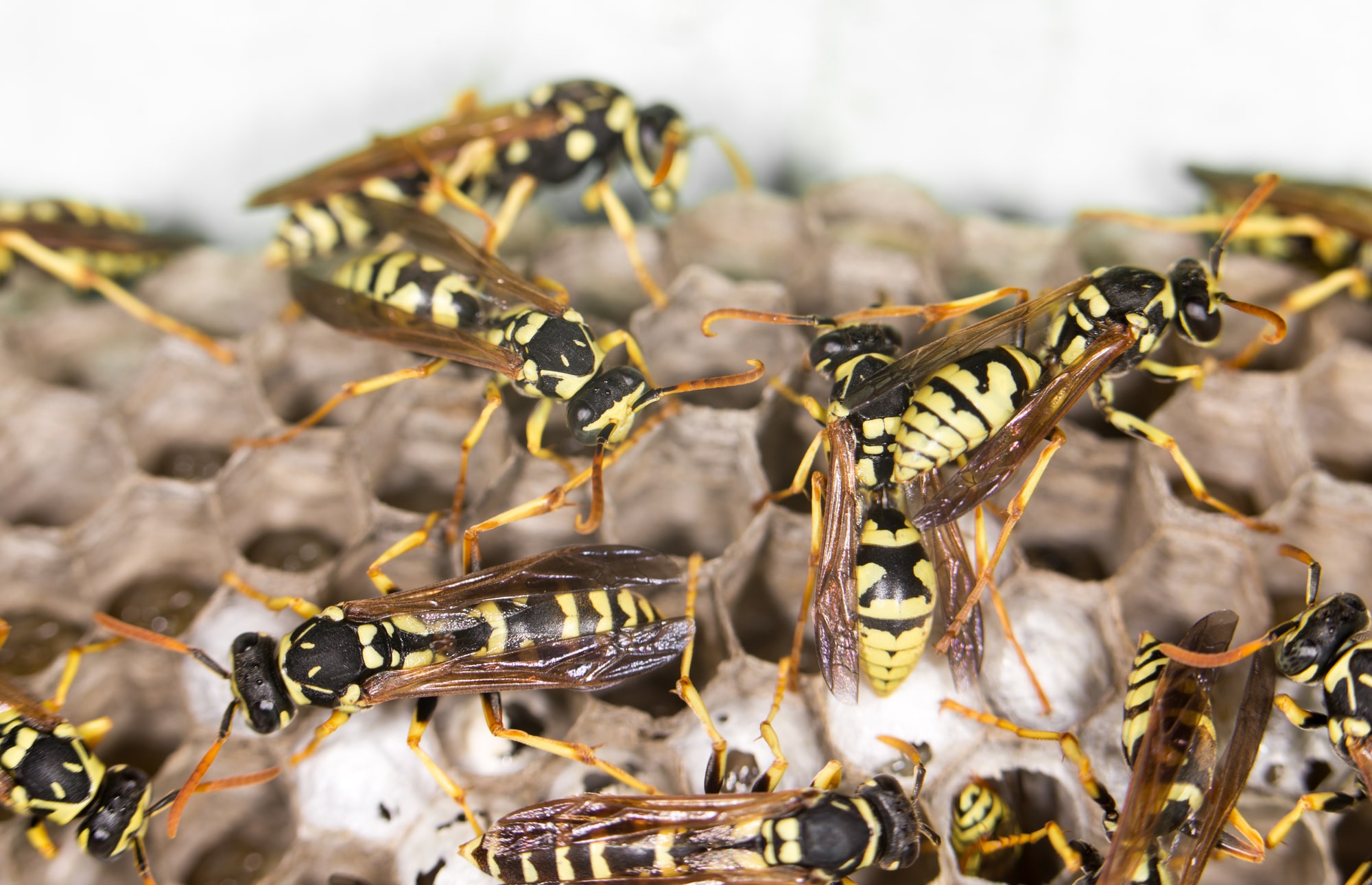 Different Types of Wasps in Montana
