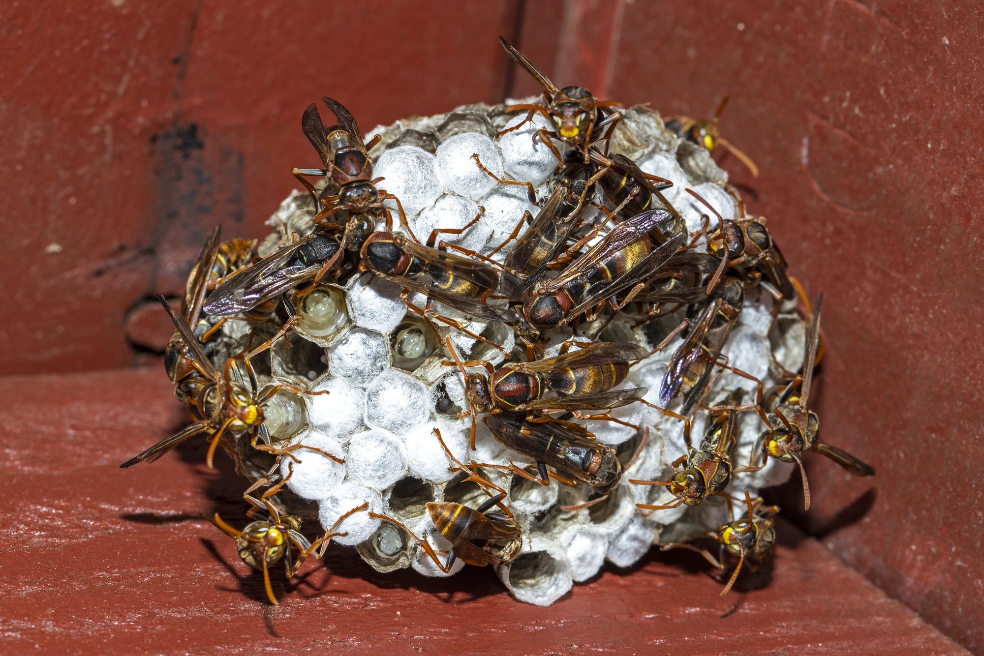 Different Types of Wasps in Oklahoma