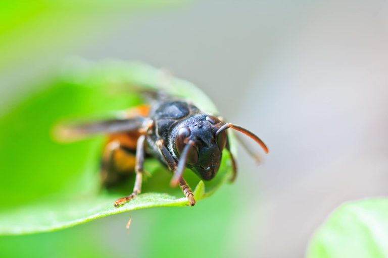 10 Different Wasp Species You’ll Find in Texas