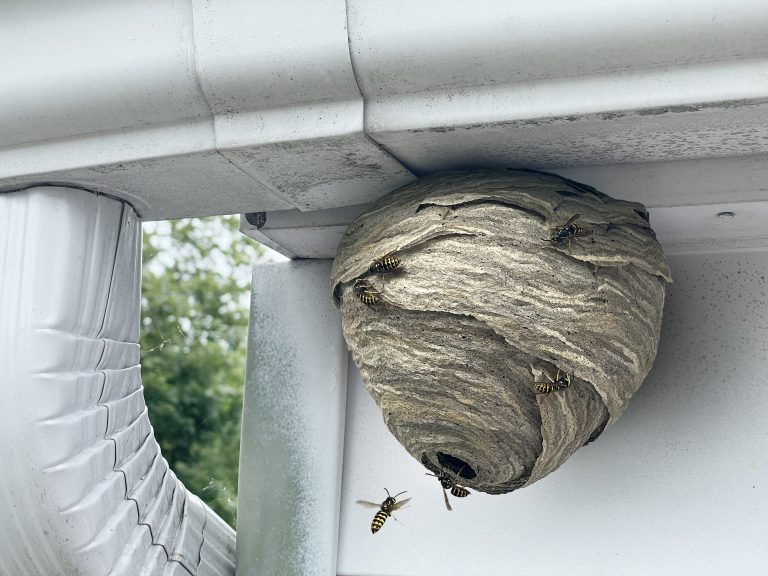 21 Different Wasps You’ll Spot in Wisconsin