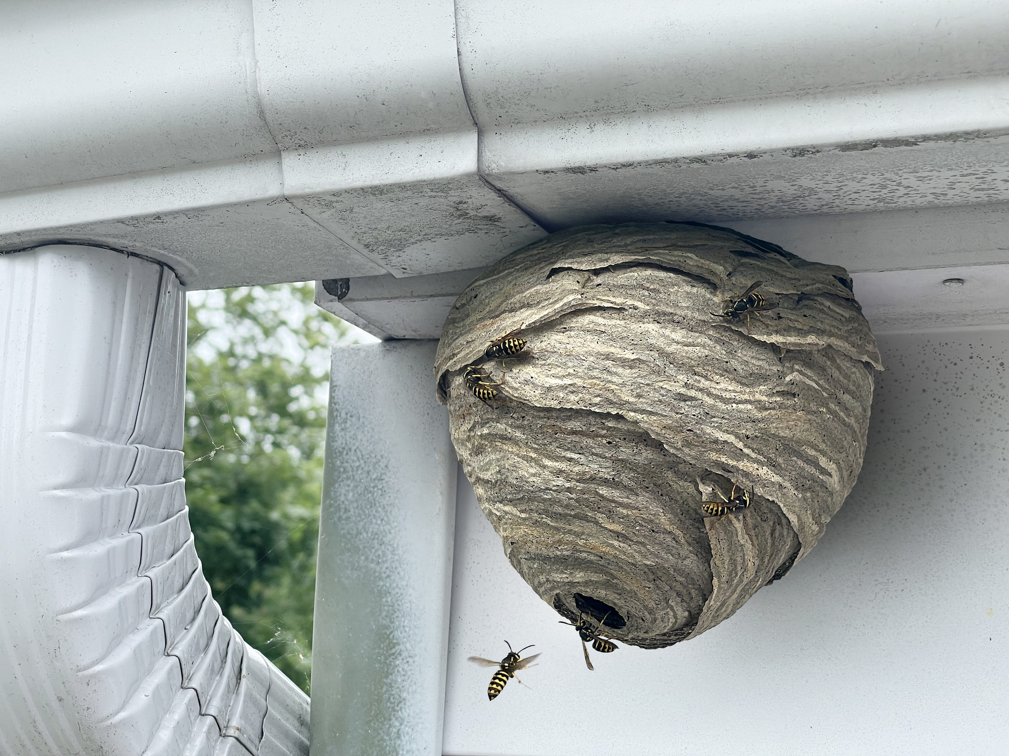 Different Types of Wasps in Wisconsin