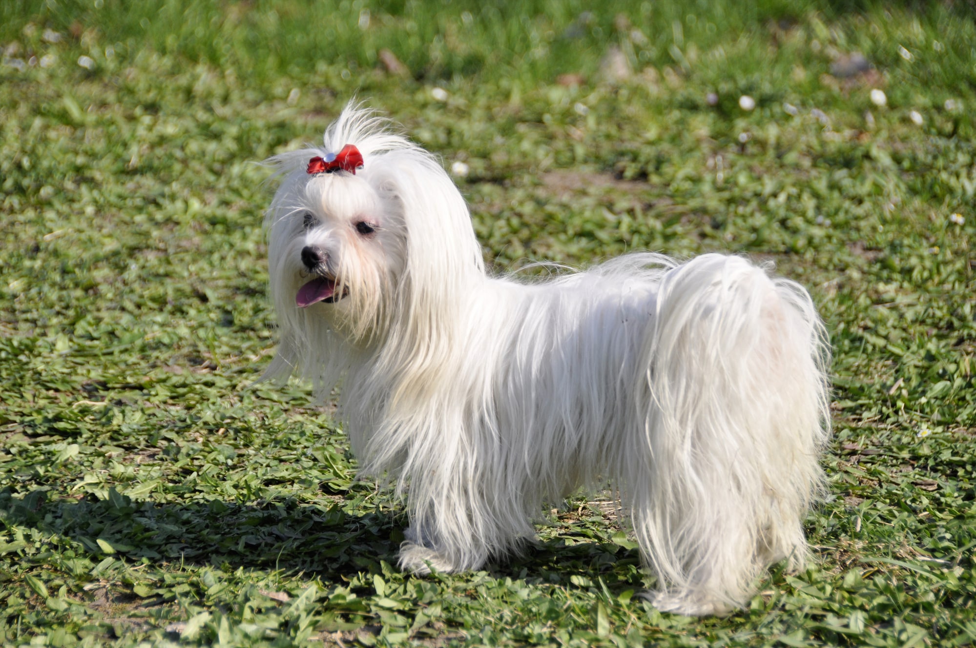 Maltese