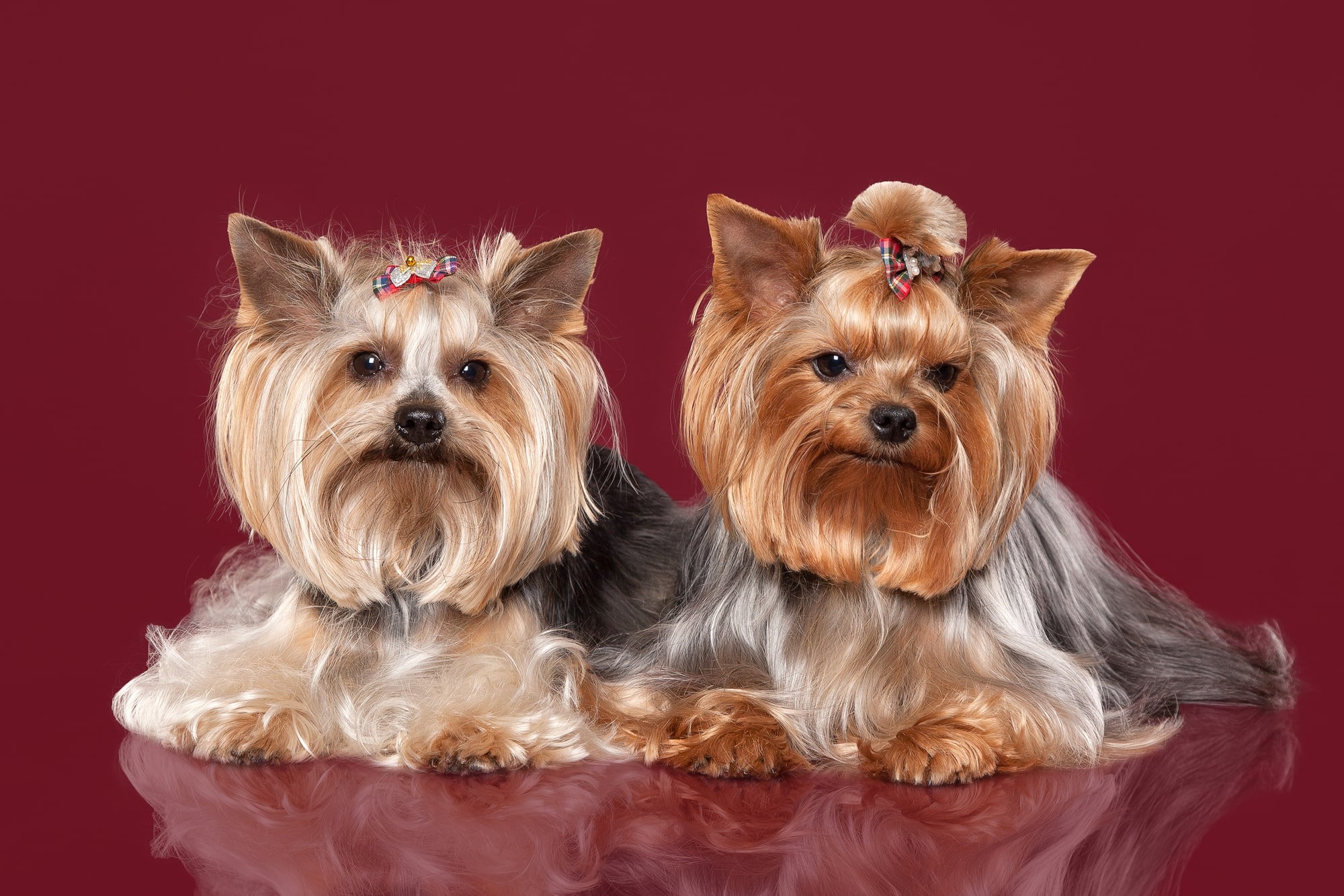 Pros and Cons of Yorkies