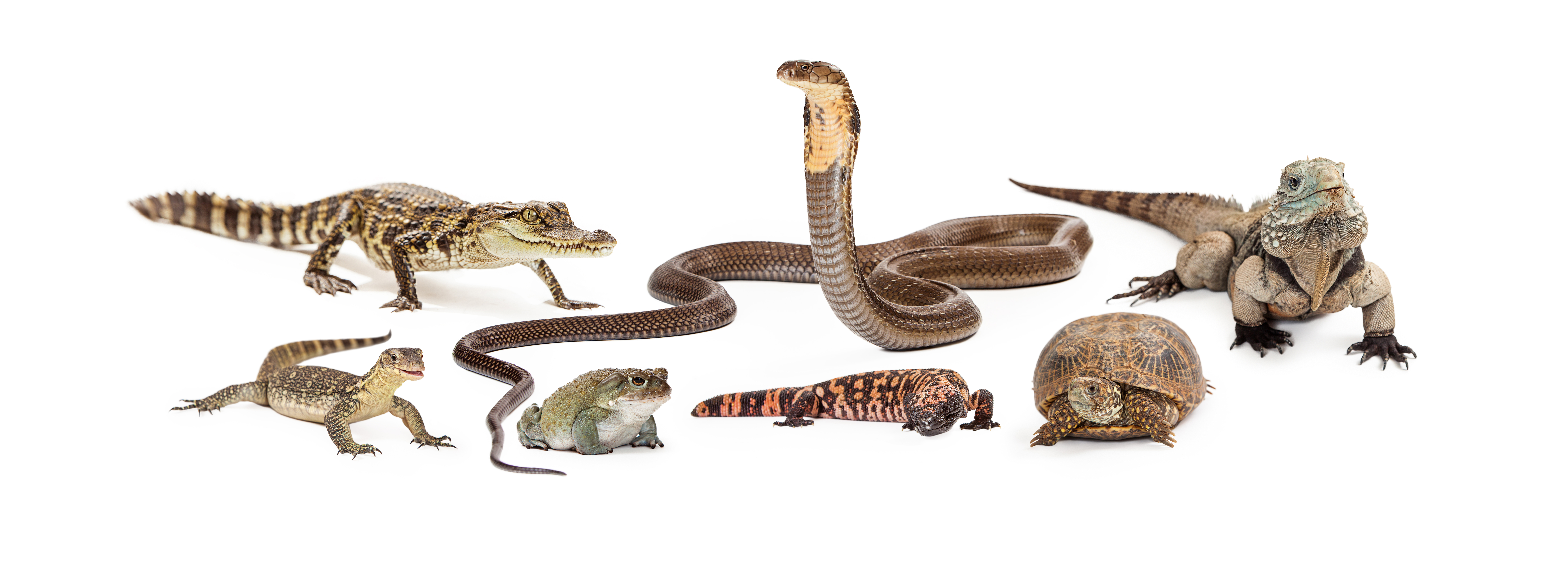 Reptiles