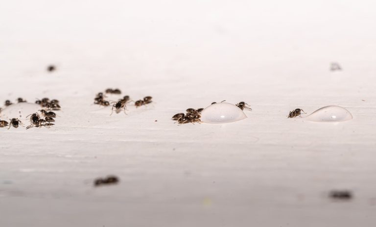 11 Different Types of Tiny Ants
