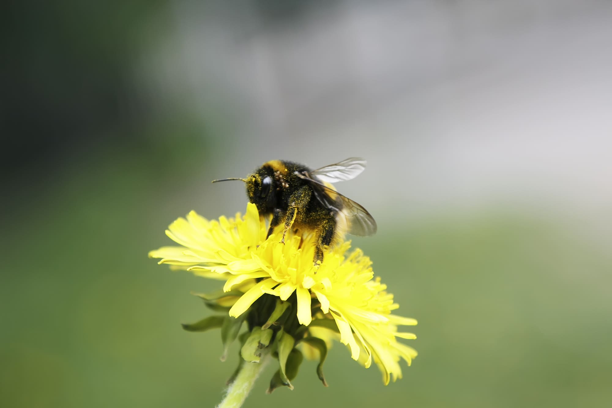 Types Of Insects That Sting