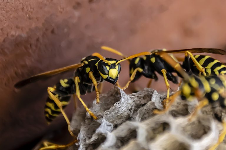 10 Different Types of Wasps in Georgia