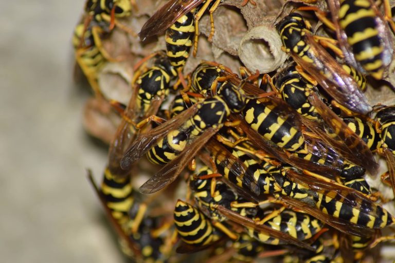 23 Different Types of Wasps in Iowa