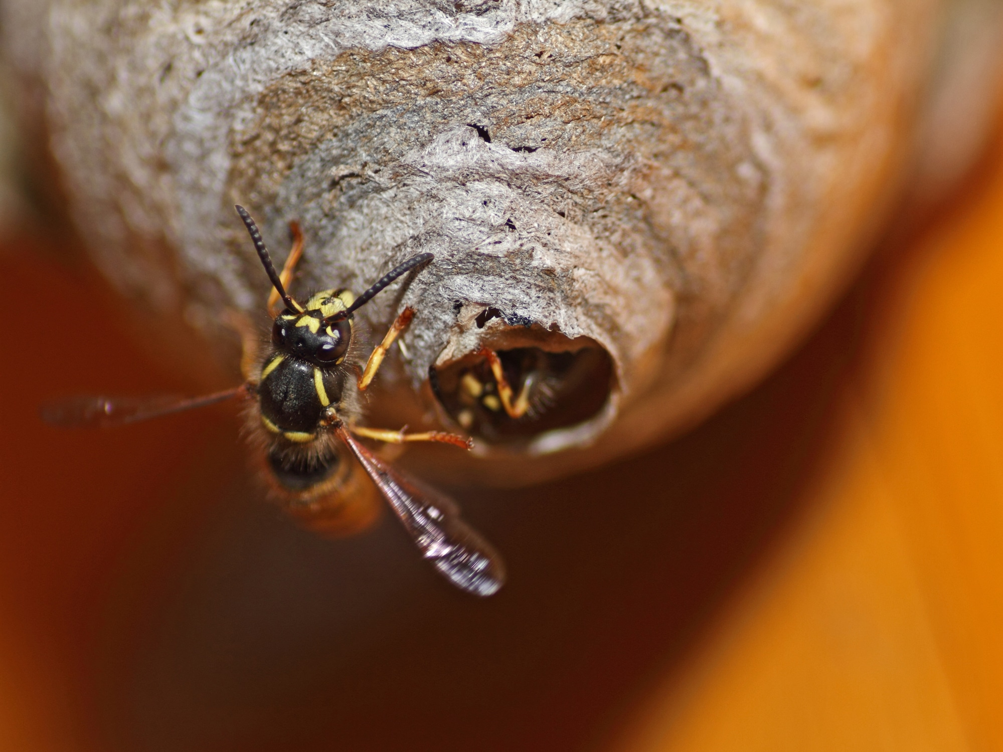 Types Of Wasps In Nebraska