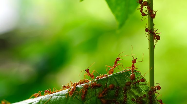 24 Different Types of Ants in Minnesota