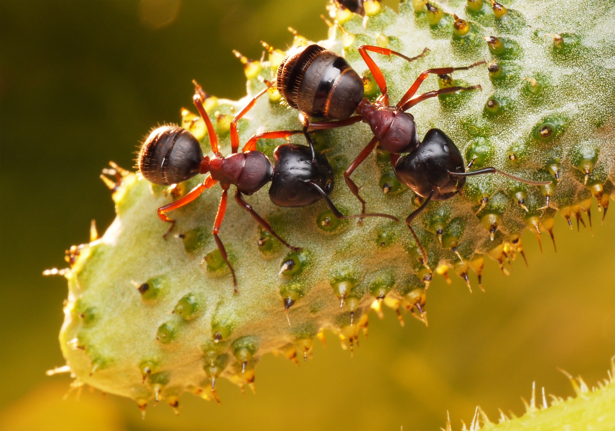  Types of Ants in Washington State