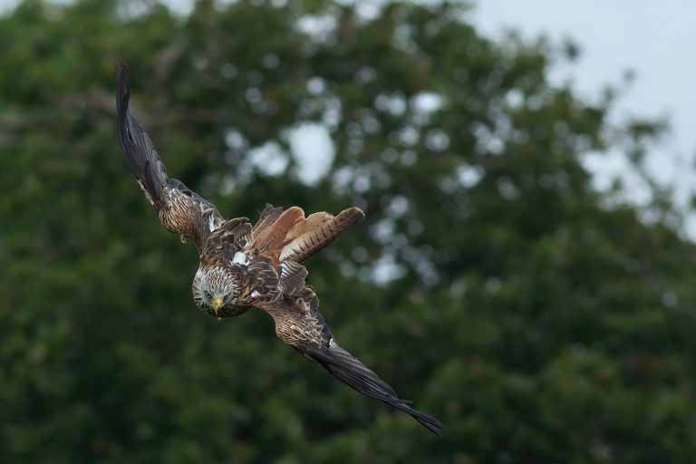 5 Types of Eagles in Indiana