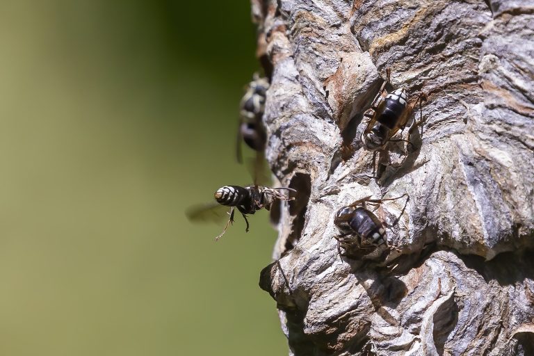 22 Different Types of Wasps in Missouri