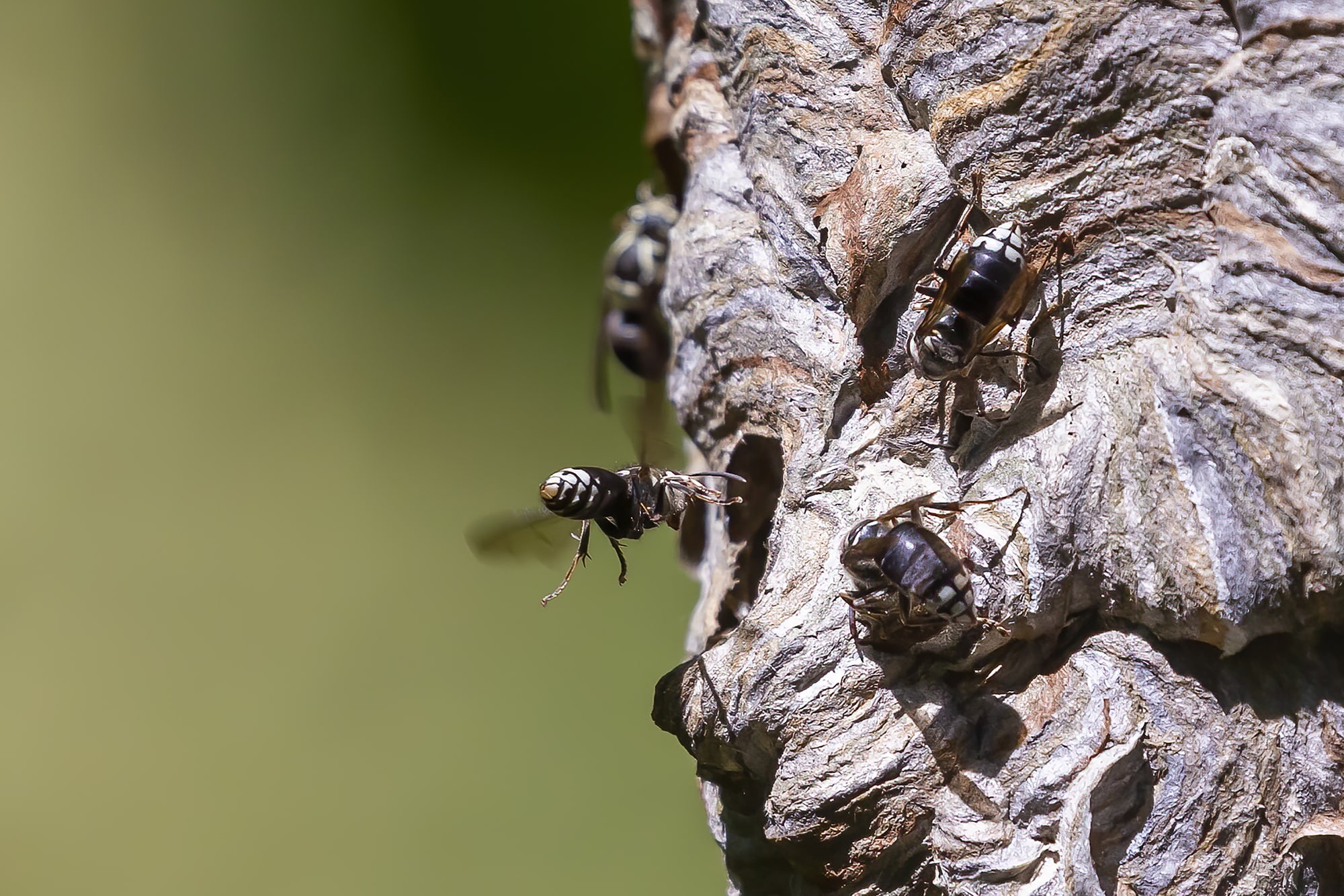 Types of Wasps in Missouri