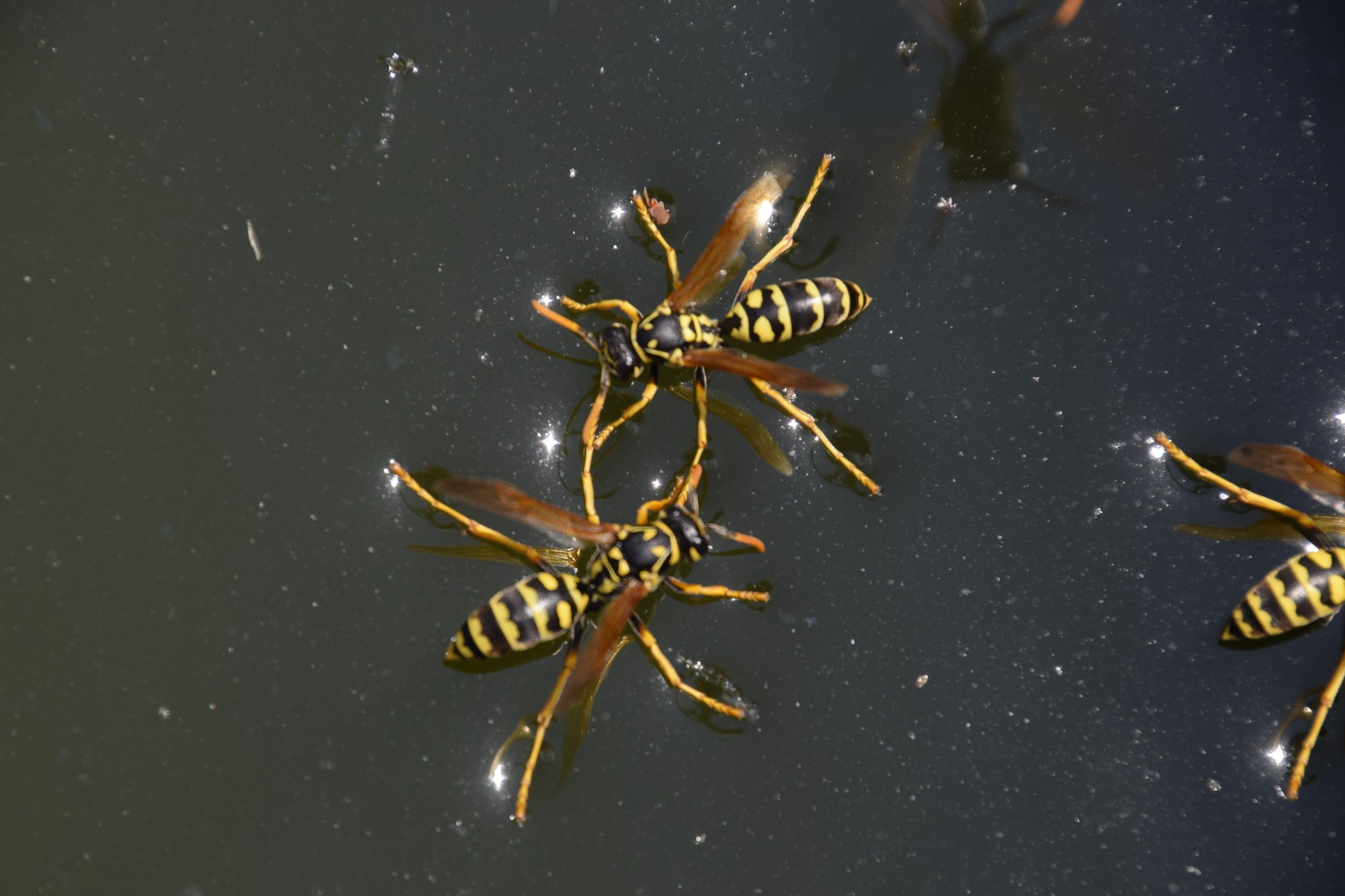 Types of Wasps in Ohio