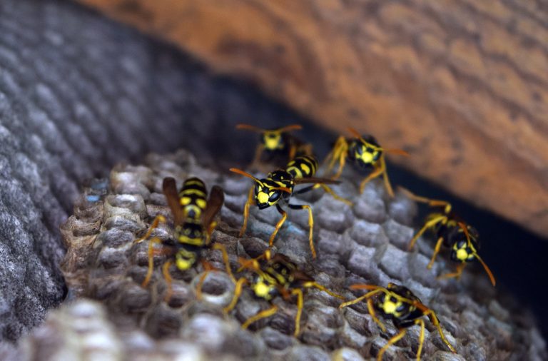 5 Different Types of Wasps in Virginia
