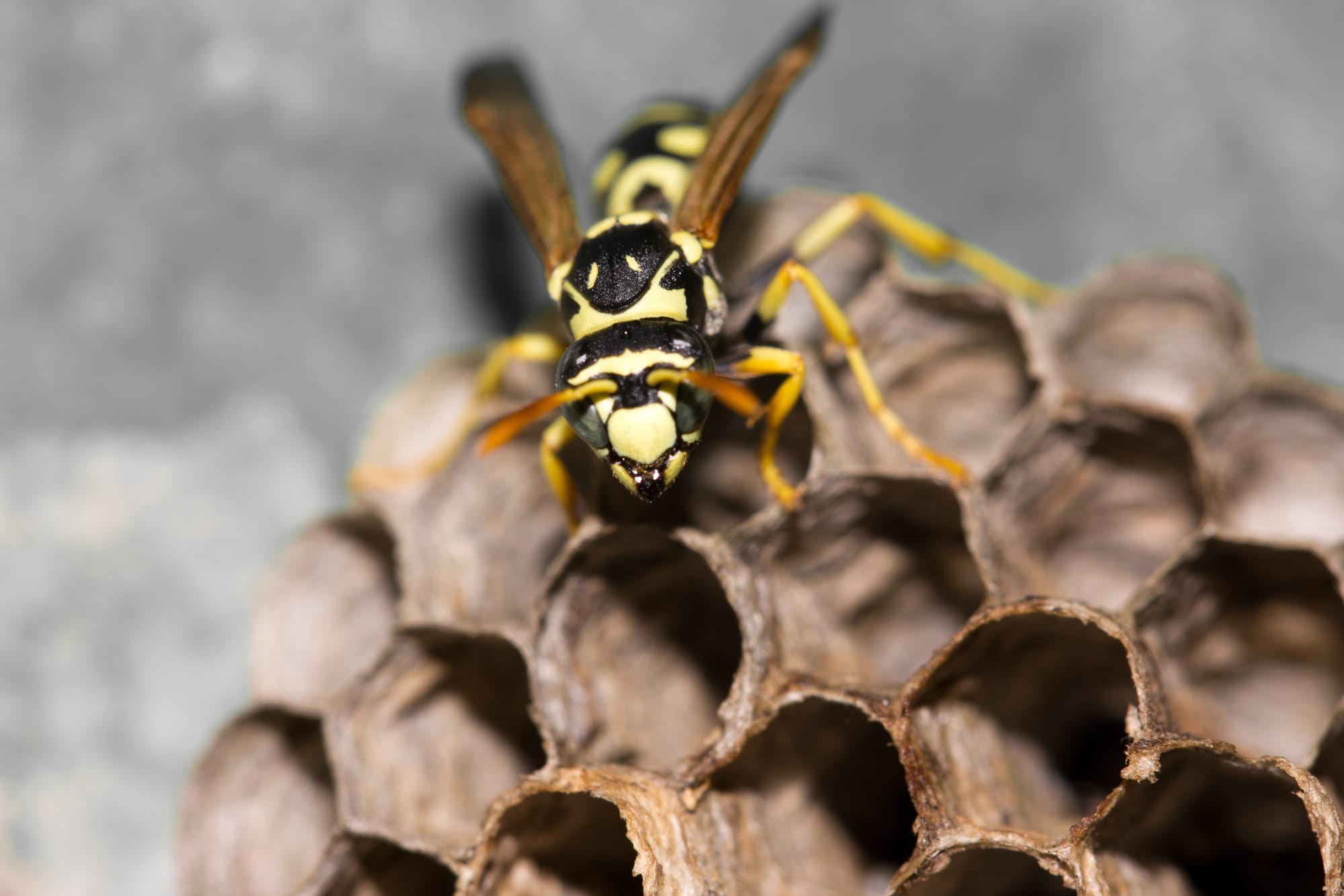 Types of Wasps in the UK‍