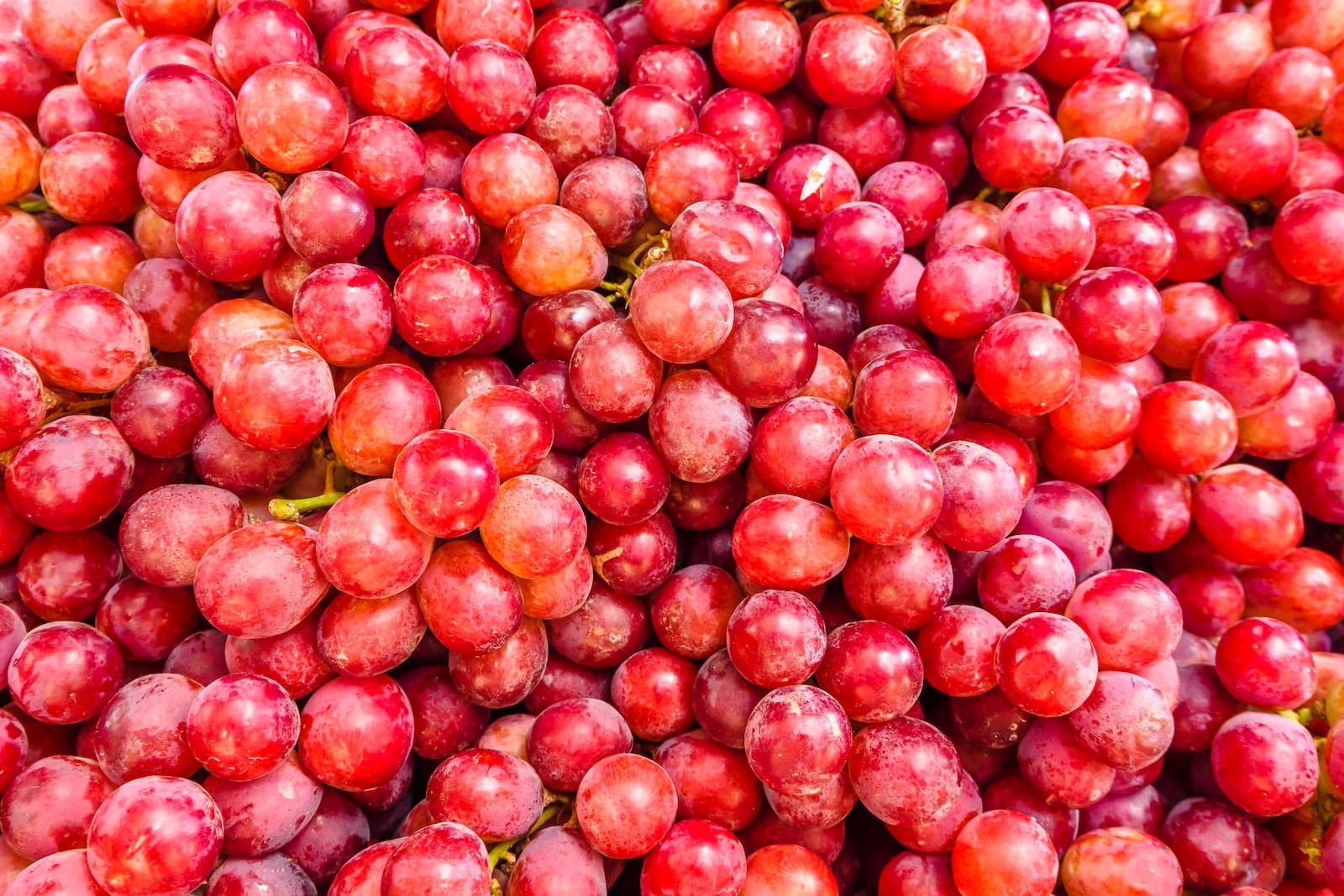 Can Cats Eat Grapes?