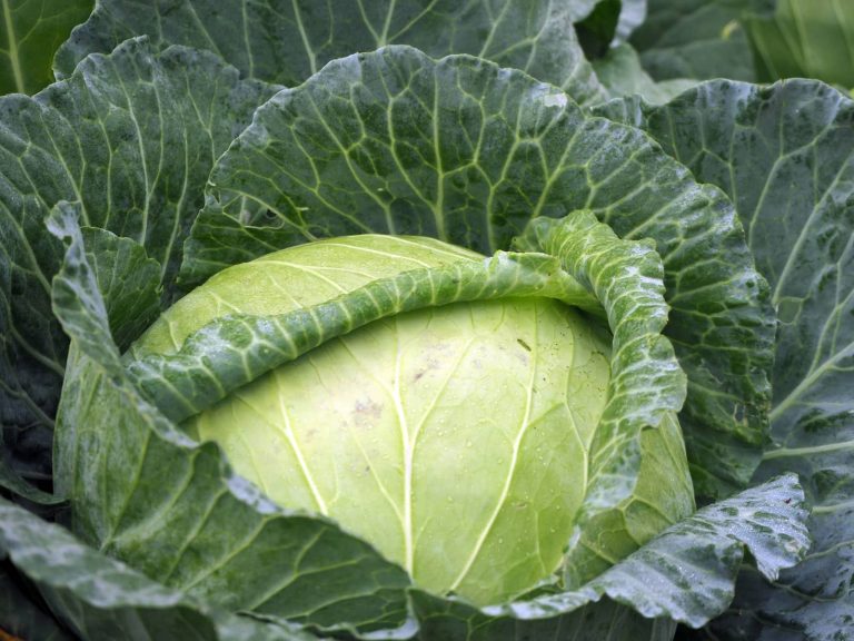 Can Dogs Eat Cabbage?