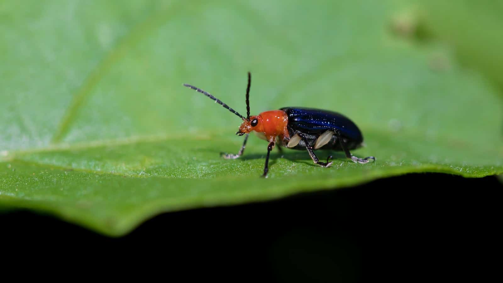 Different Types of Beetles in New Jersey